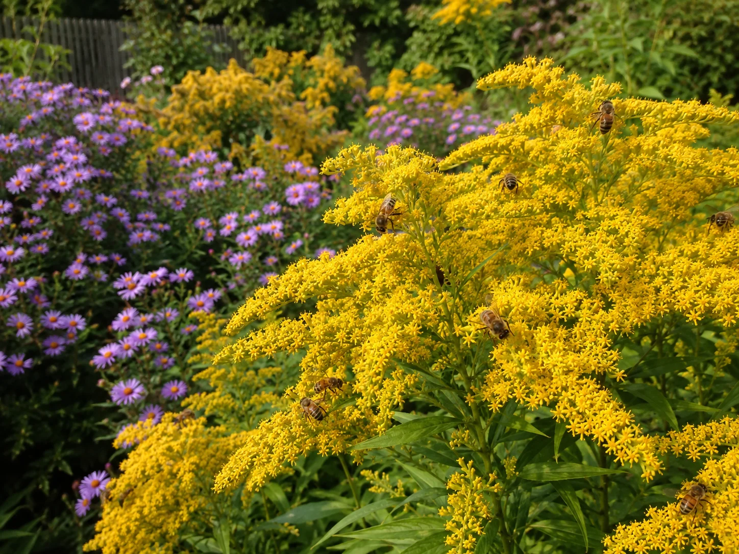 Goldenrod for Bees: The Fall Flower People Blame for Allergies