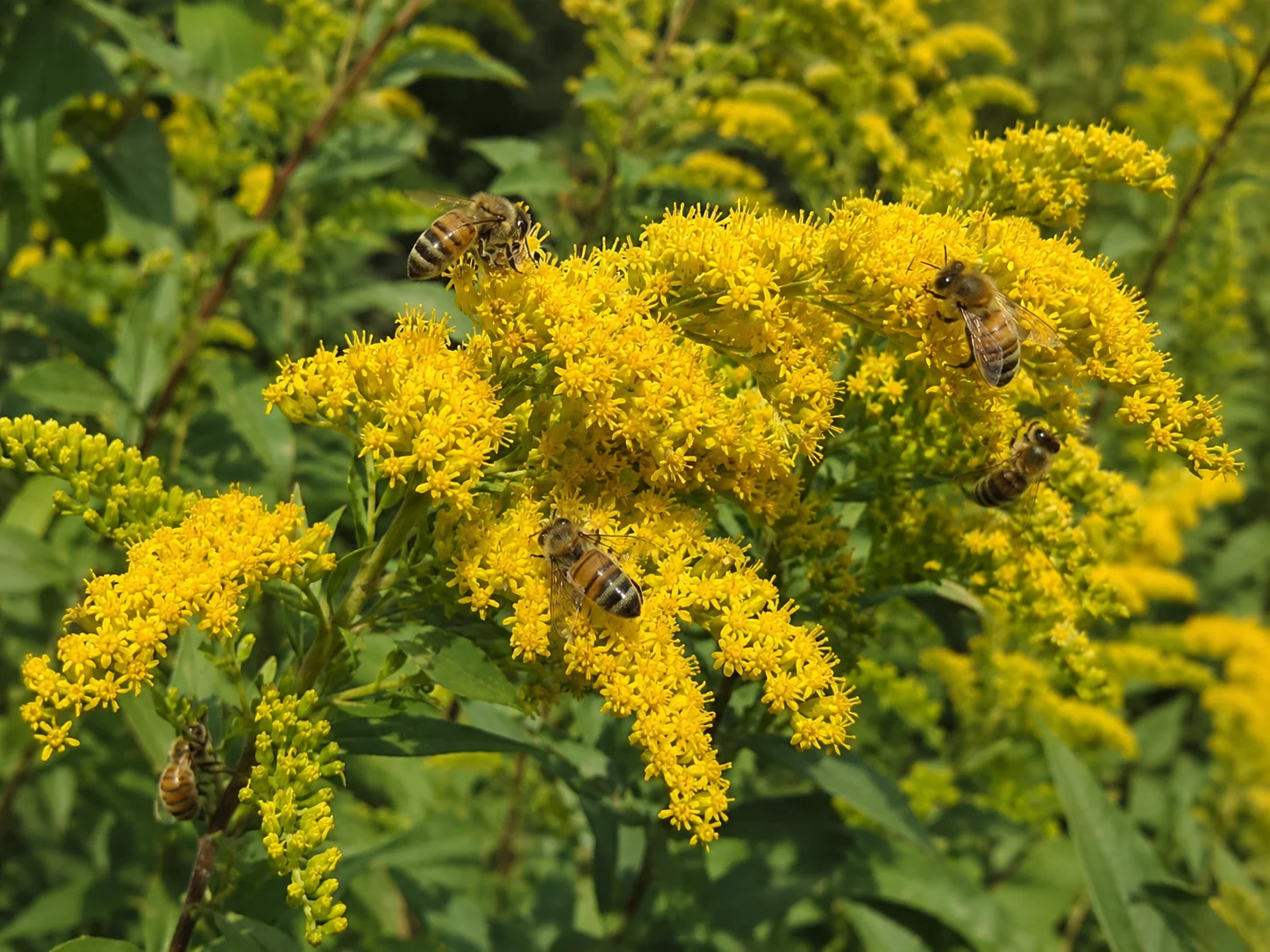 goldenrod for bees providing late season nectar and pollen