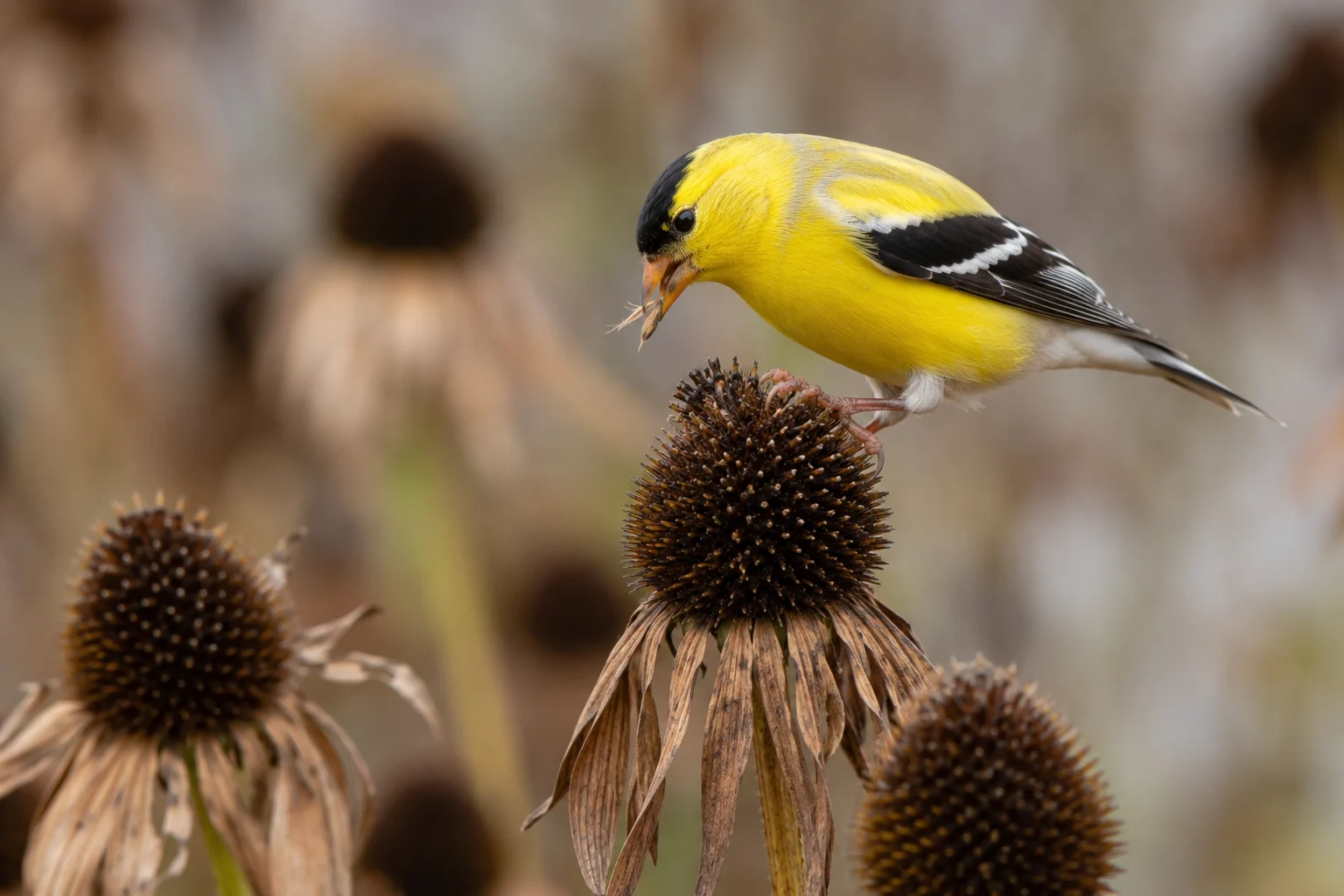 Goldfinch eating seeds from a dried coneflower in a low maintenance wildlife garden.