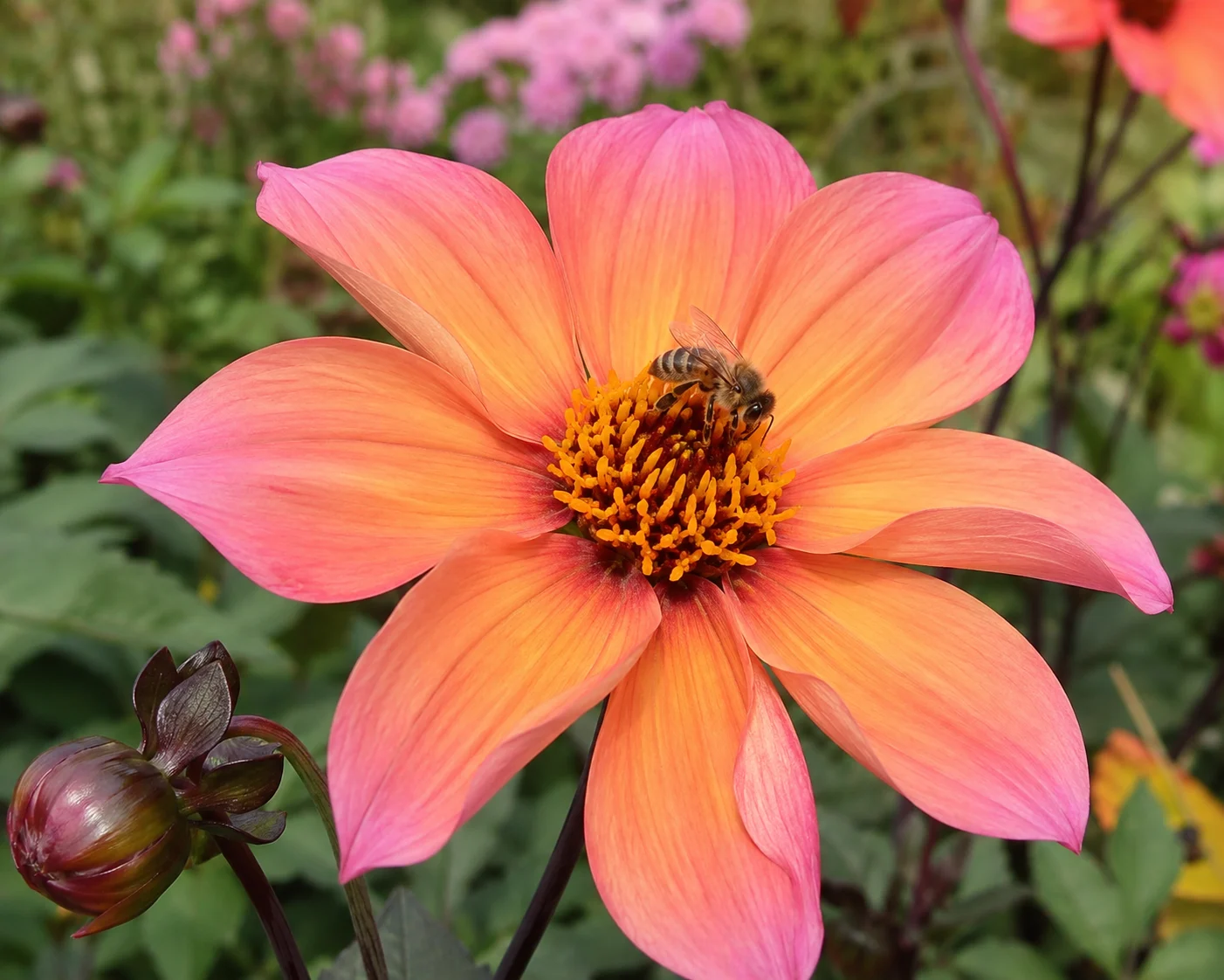 single dahlias as late season flowers for bees with accessible pollen
