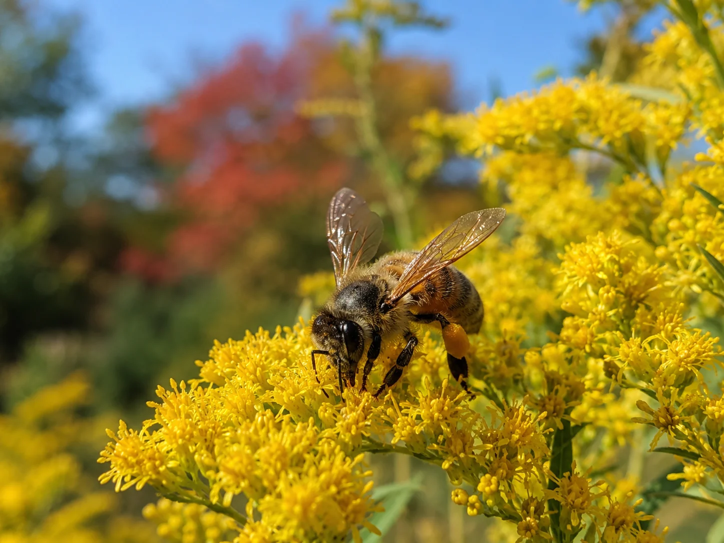 honeybee foraging on goldenrod flowers in fall pollinator garden