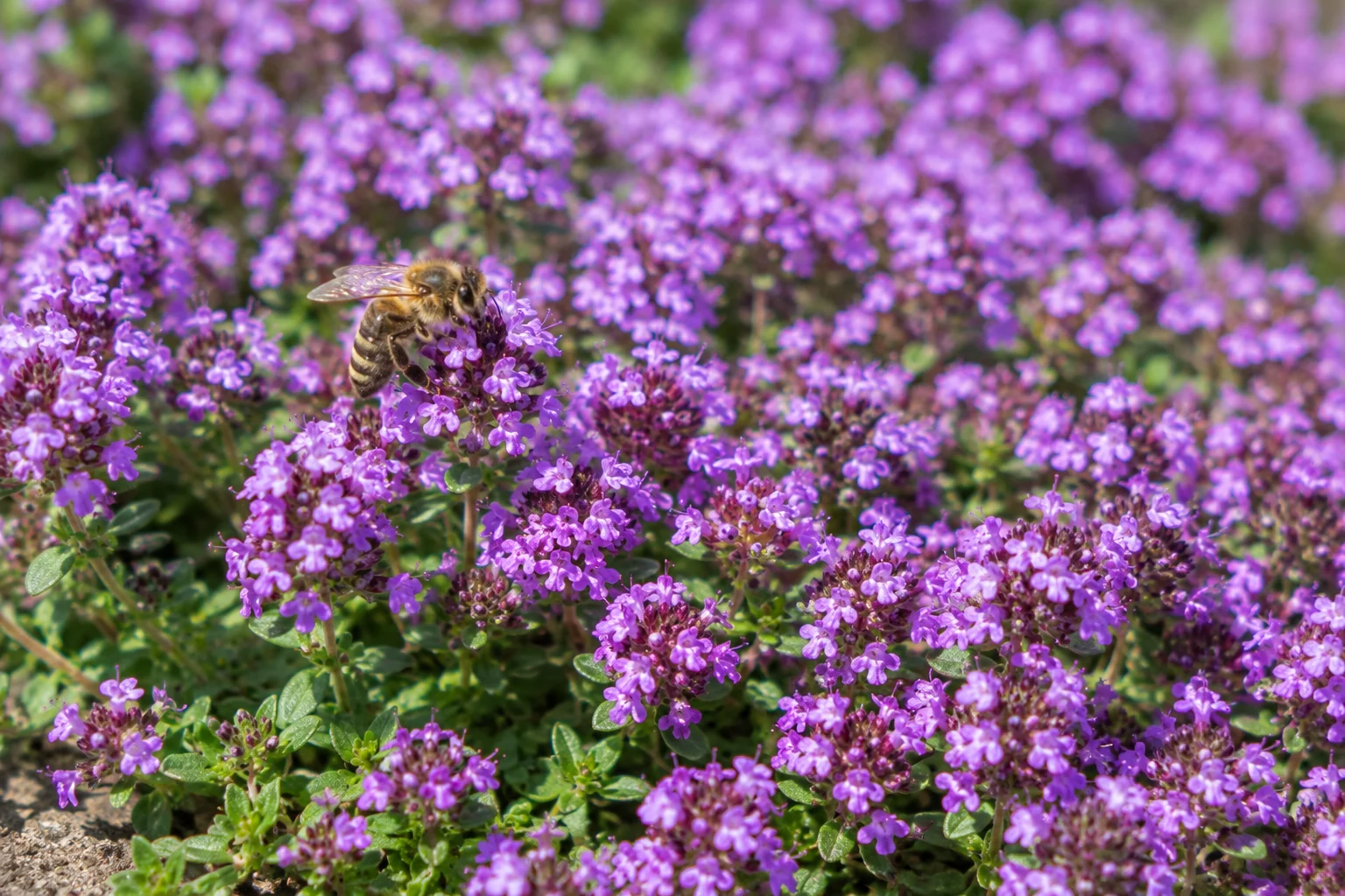 Honeybee foraging on purple creeping thyme ground cover plants.