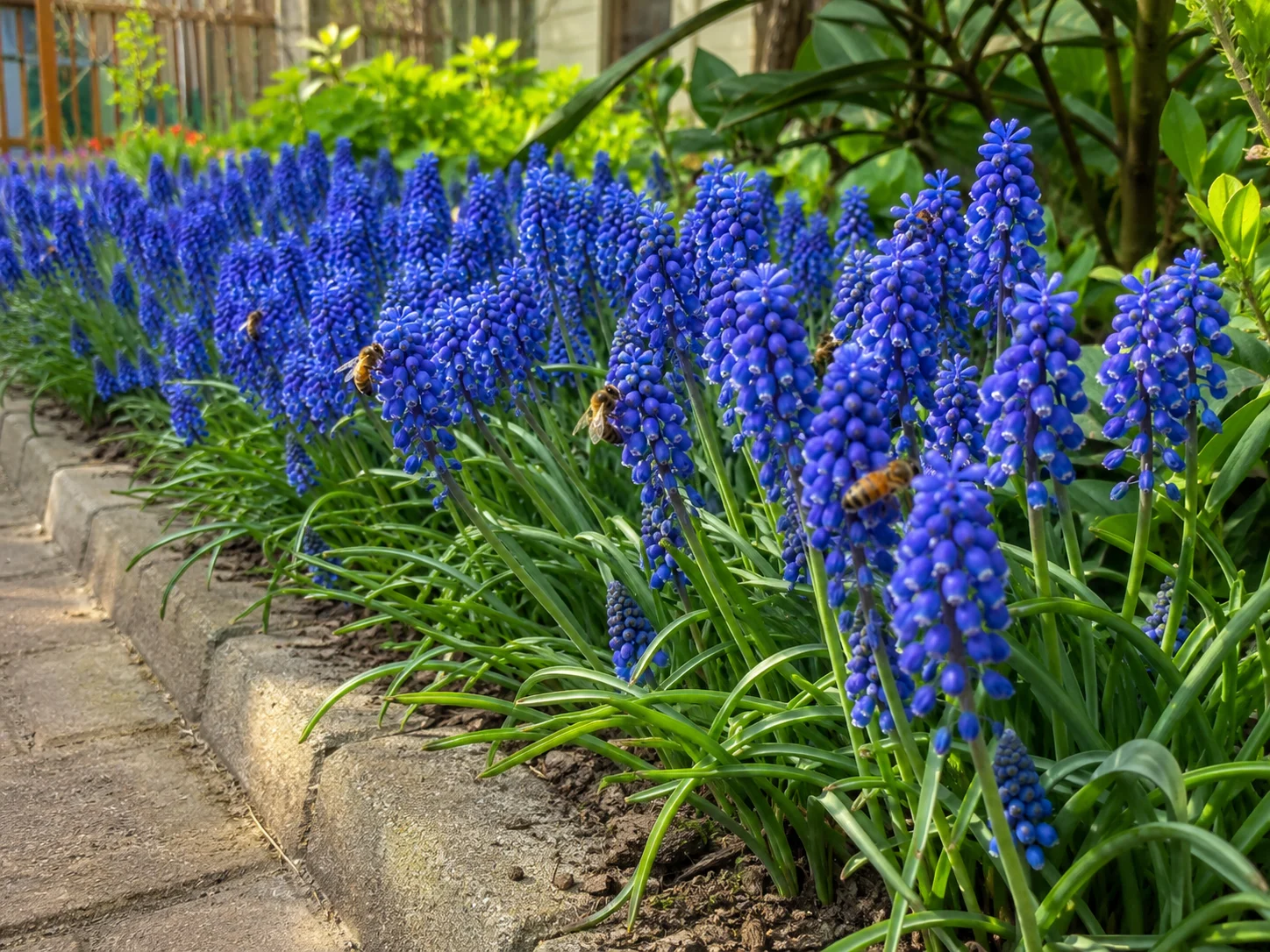 allium spring bulbs for bees extending pollinator forage into late spring