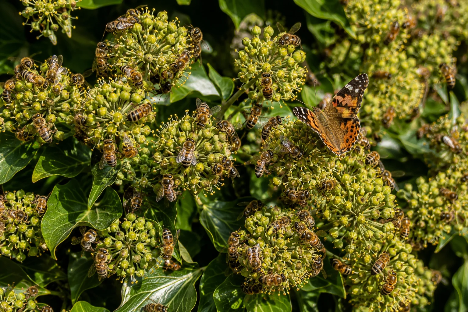 Flowering garden ivy providing late autumn nectar for bees and butterflies.