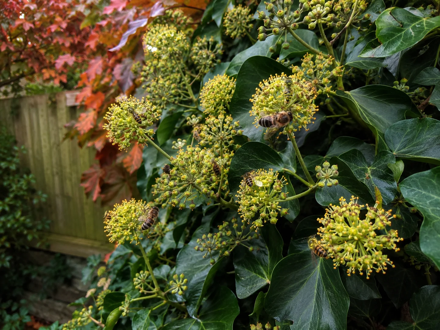 Flowering native ivy feeding UK pollinators in autumn