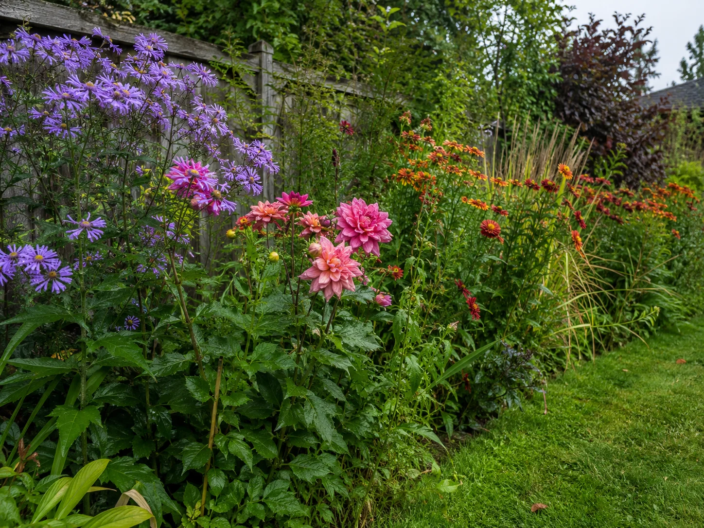 Supporting tall border plants as a late summer garden task