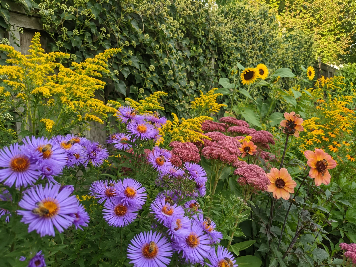 The Best Late-Season Flowers for Honey Bees: What to Plant Before Winter