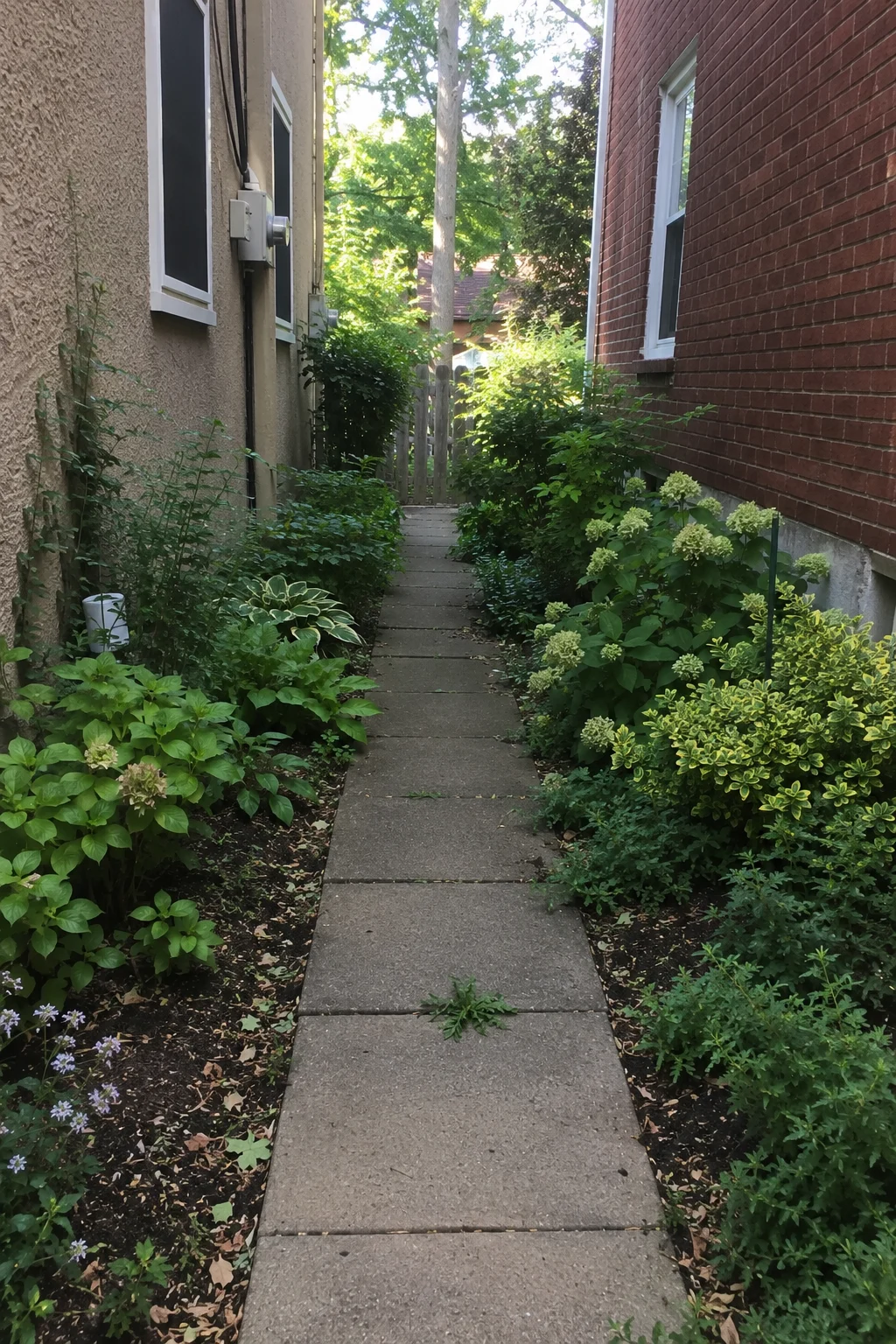 narrow side yard layered planting small garden idea