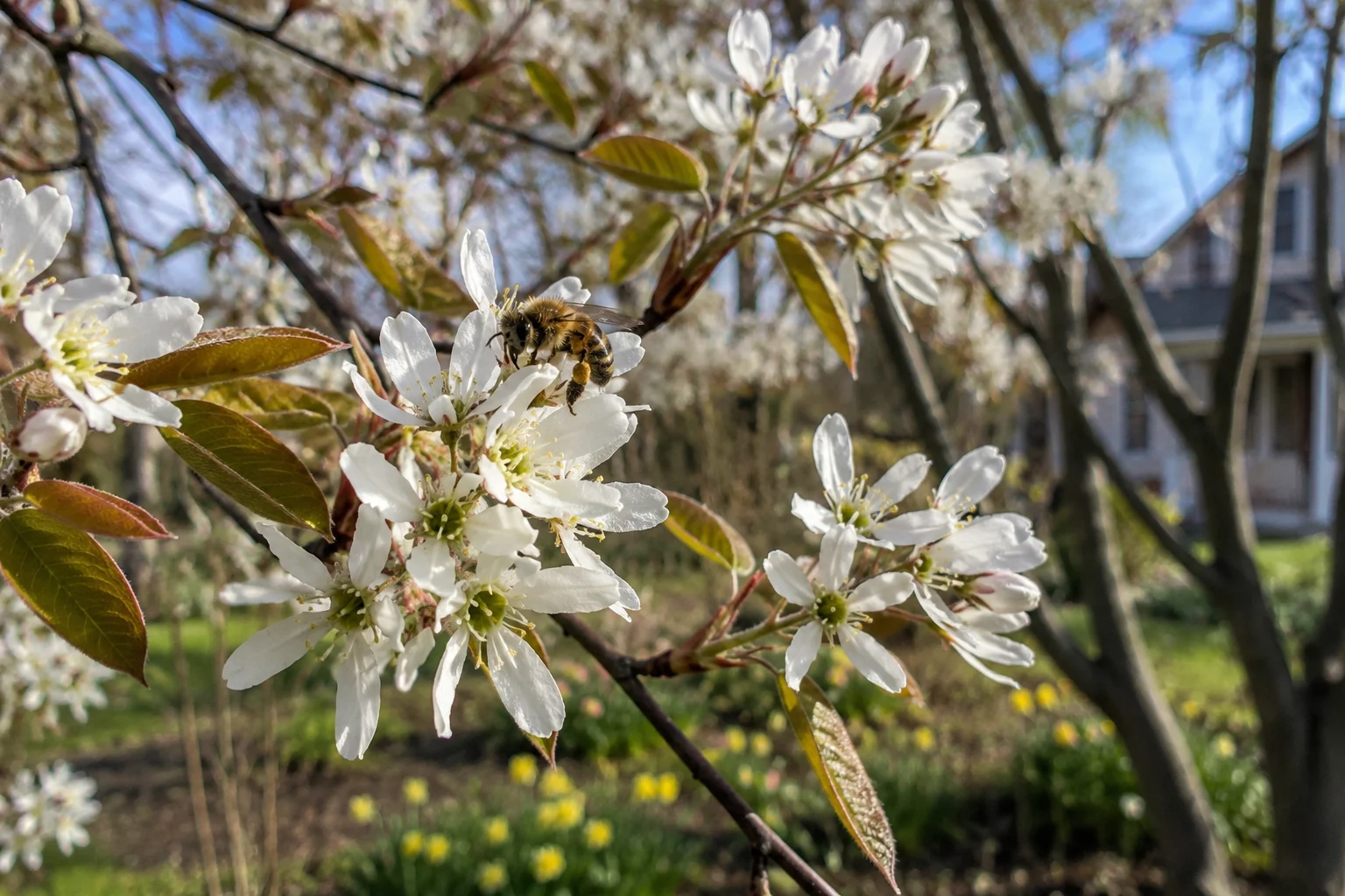 serviceberry tree spring pollinator plant for bees