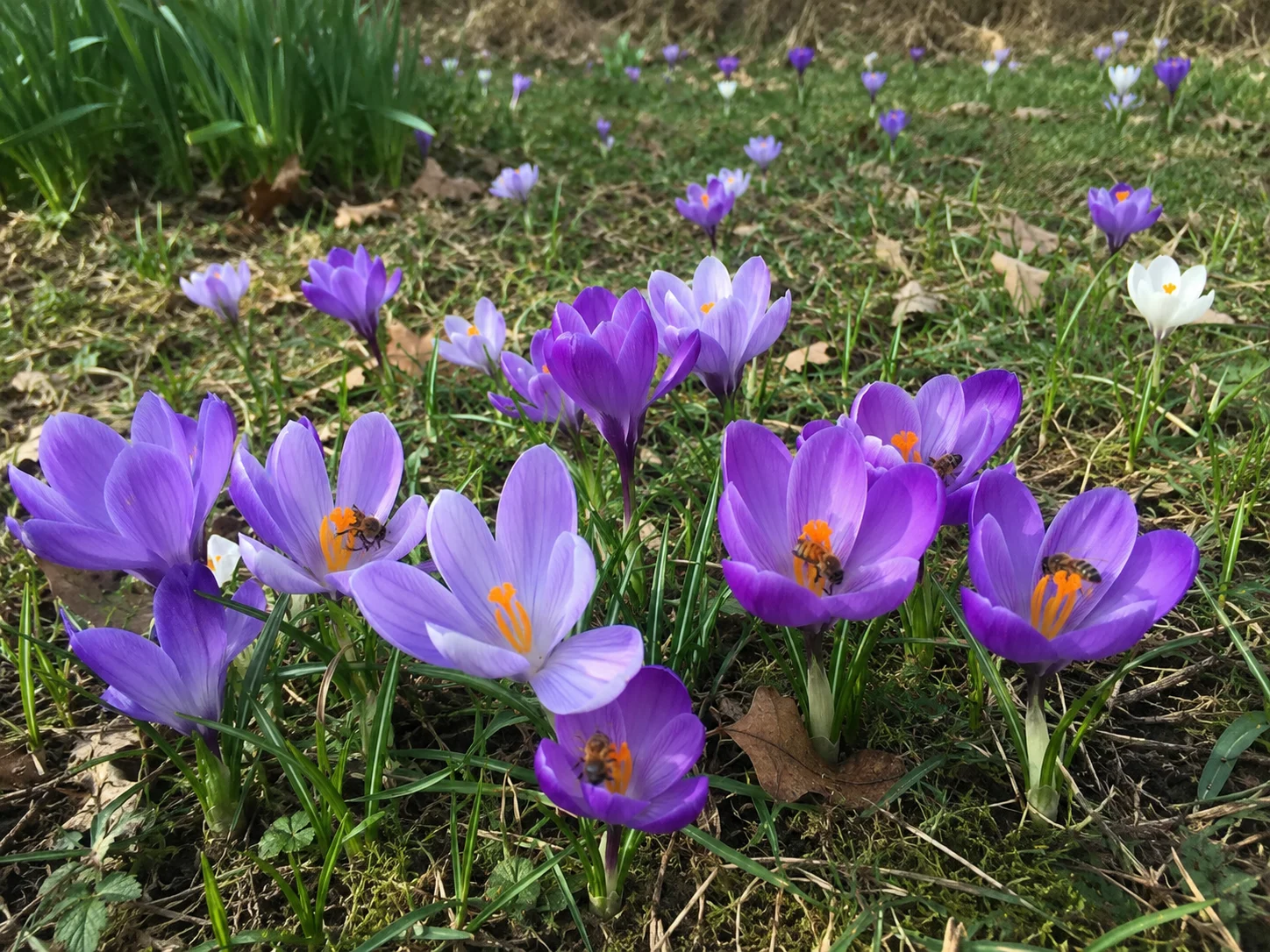 crocus spring bulbs for bees naturalized in lawn for early pollinator food