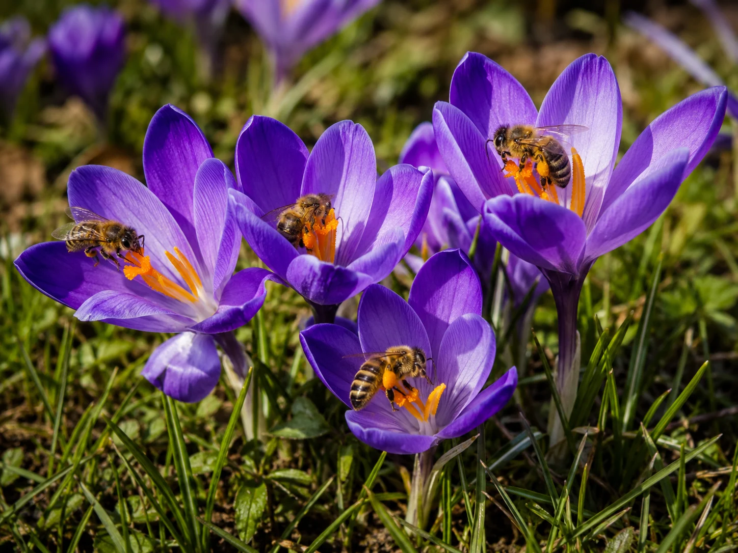 spring bulbs for bees with honey bees feeding on purple crocus flowers