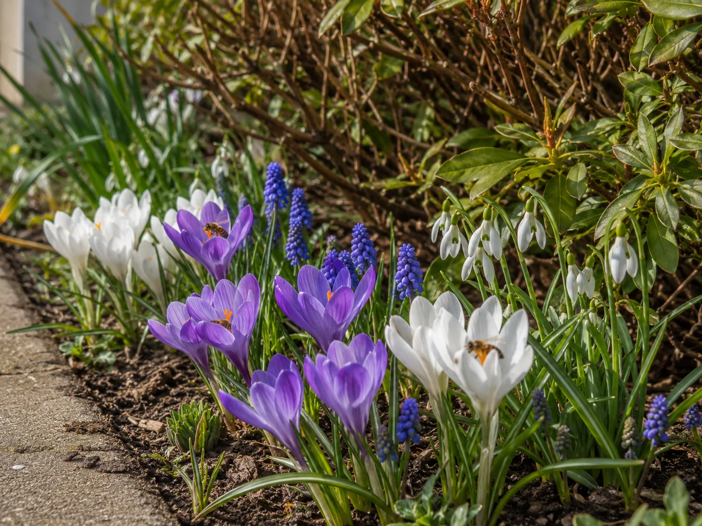 spring scent plants and bulbs for bees in a pollinator garden