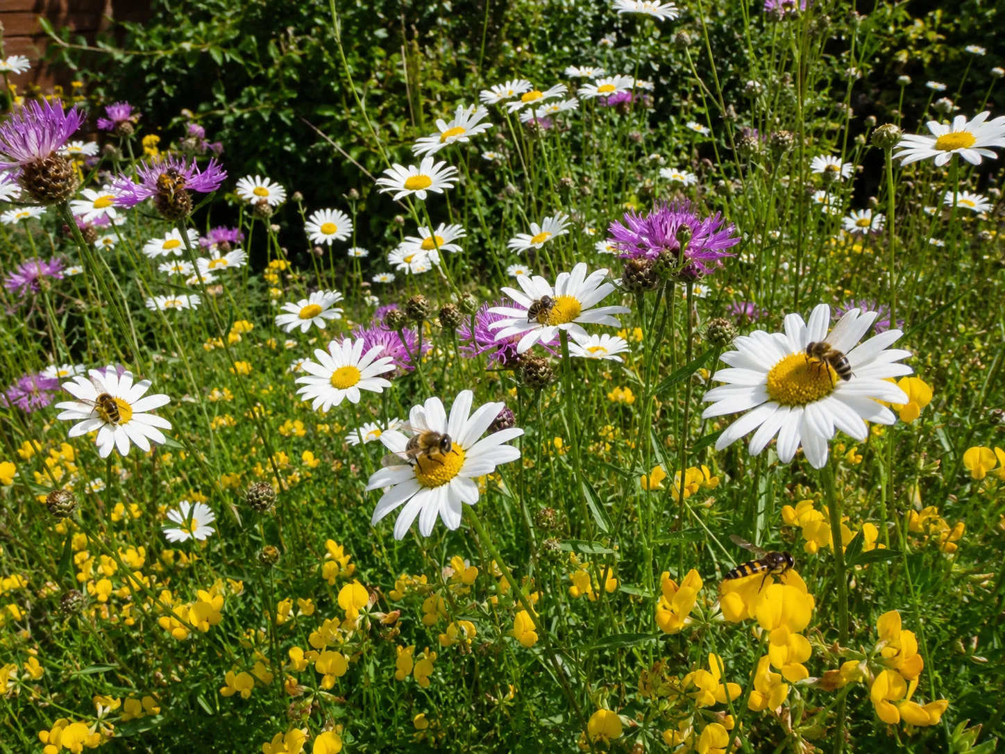 Native summer UK pollinator plants for a sunny garden border