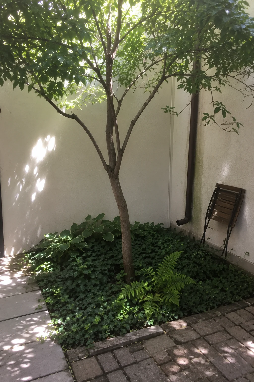 single specimen tree tiny courtyard garden idea