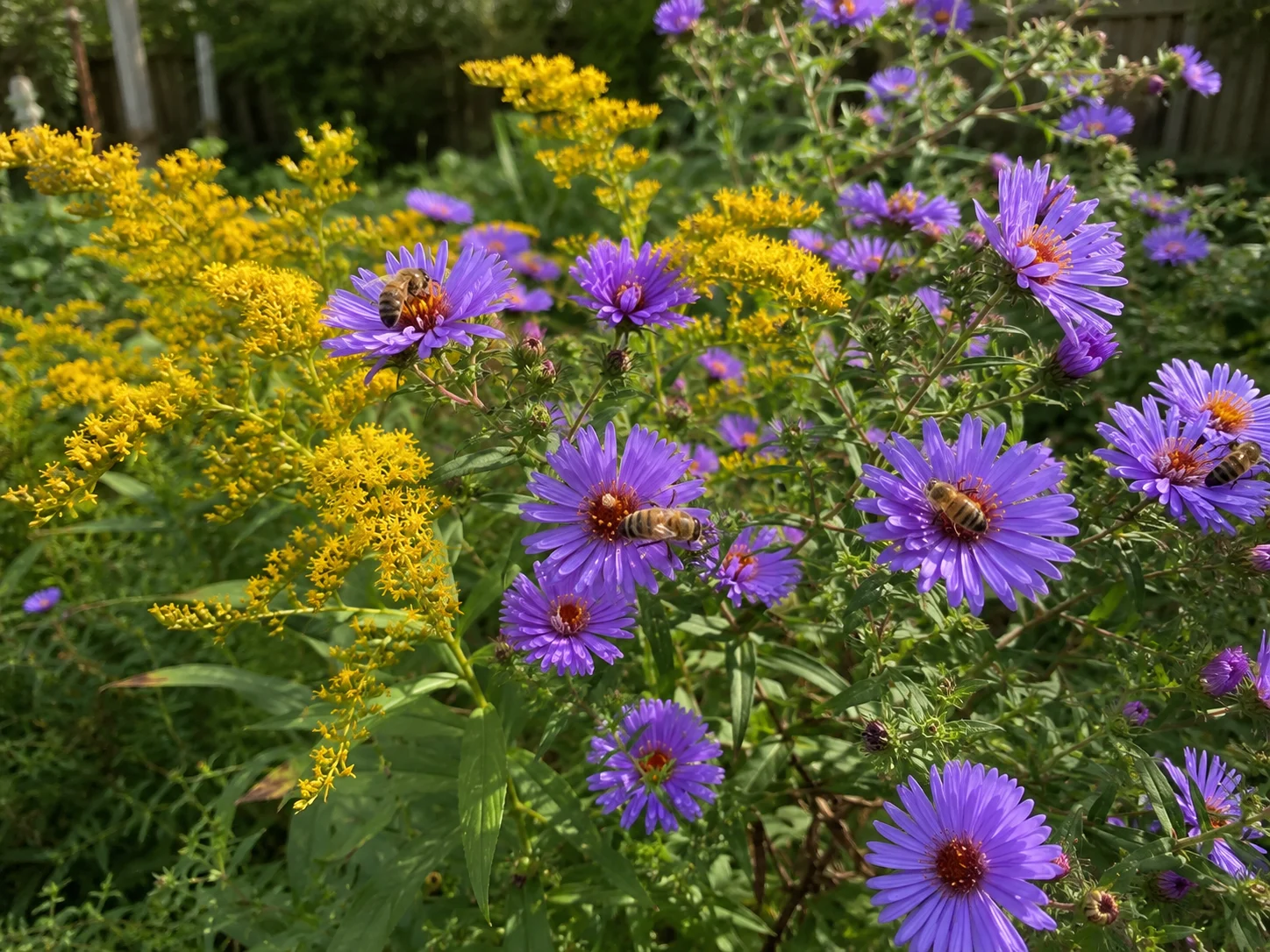 late-season flowers for bees with honey bees feeding on asters and goldenrod