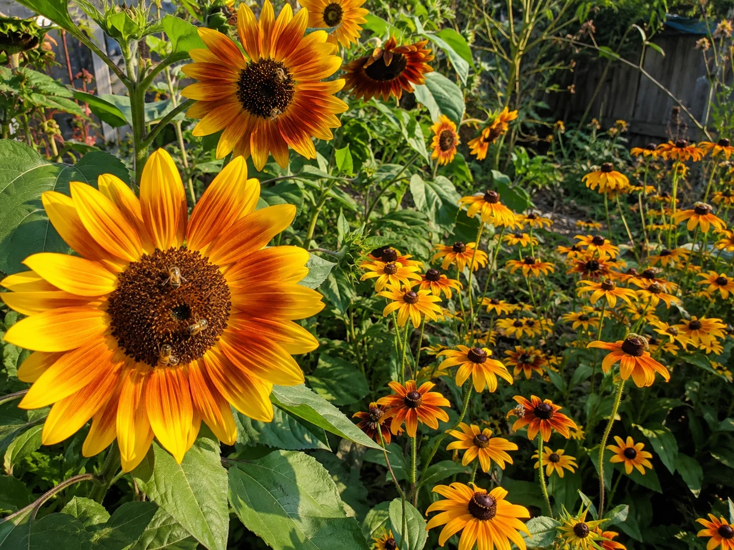 late season flowers for bees including sunflowers and rudbeckia