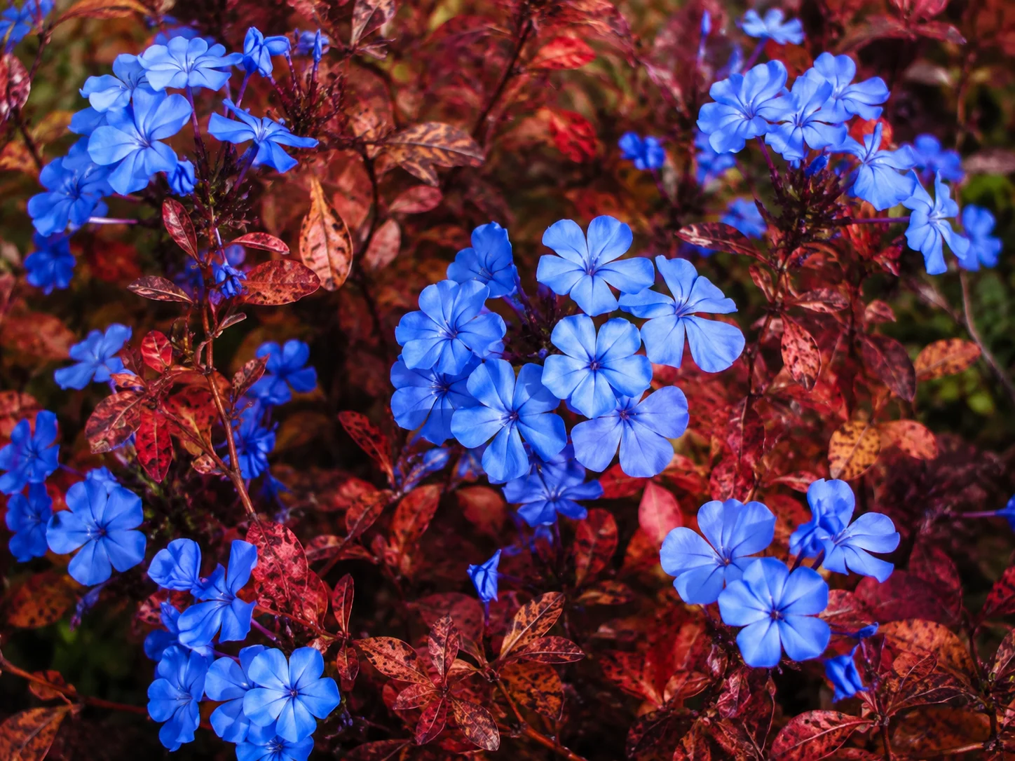 Hardy plumbago ground cover showing bright blue flowers and red fall leaves.