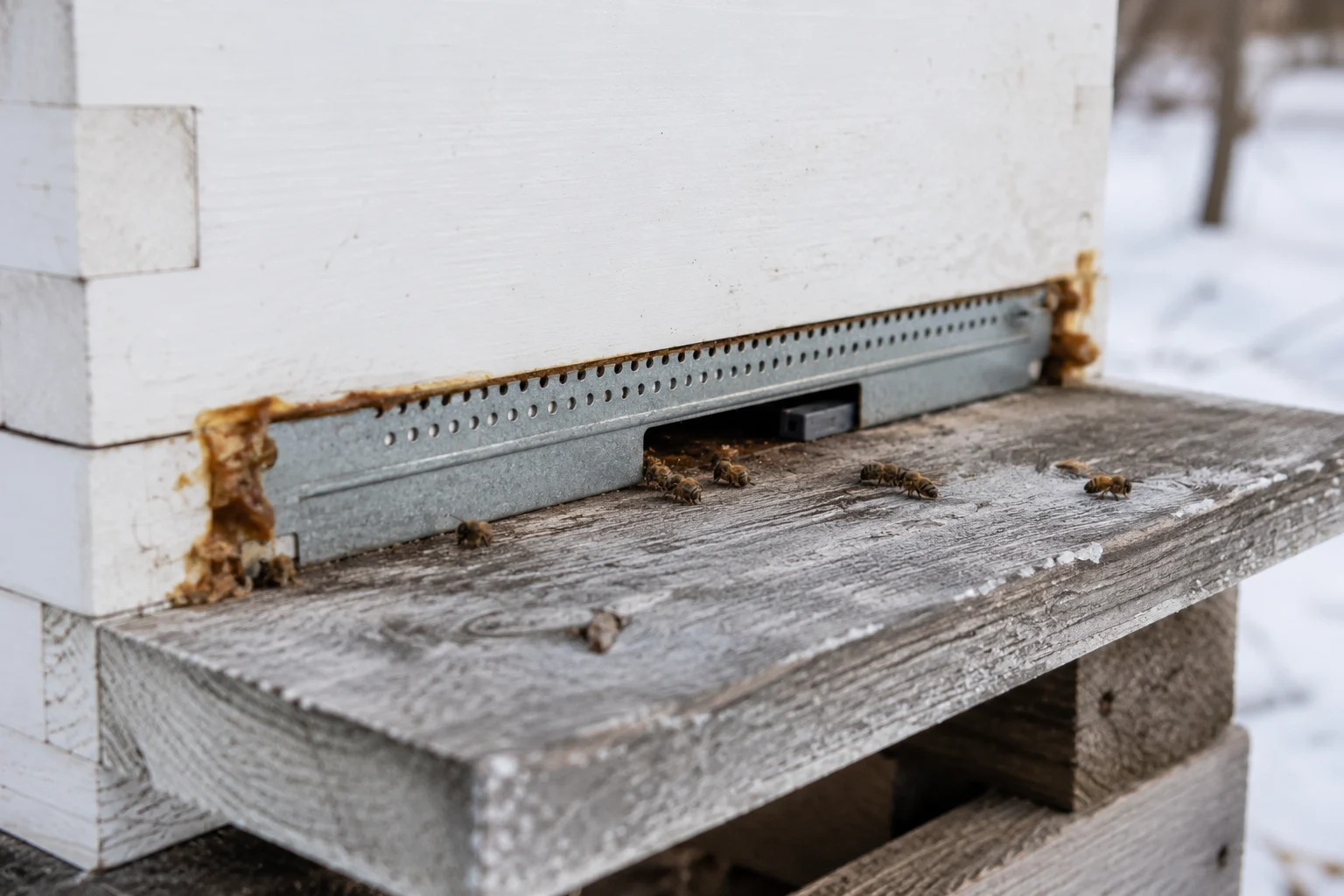 beehive entrance winter dead bees normal propolis entrance reducer winter check signs