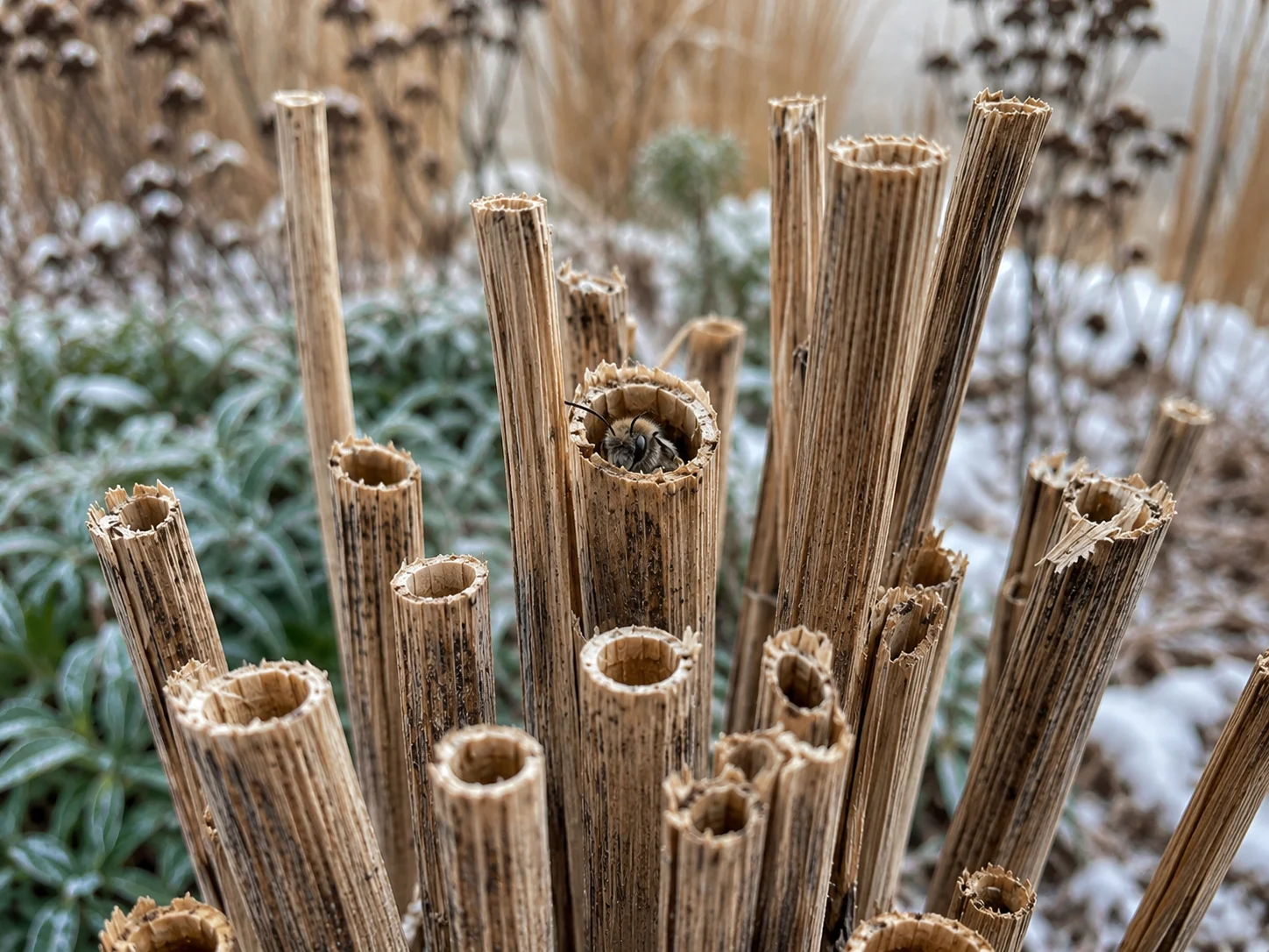 Hollow flower stems left in a winter pollinator garden for solitary bee habitat.