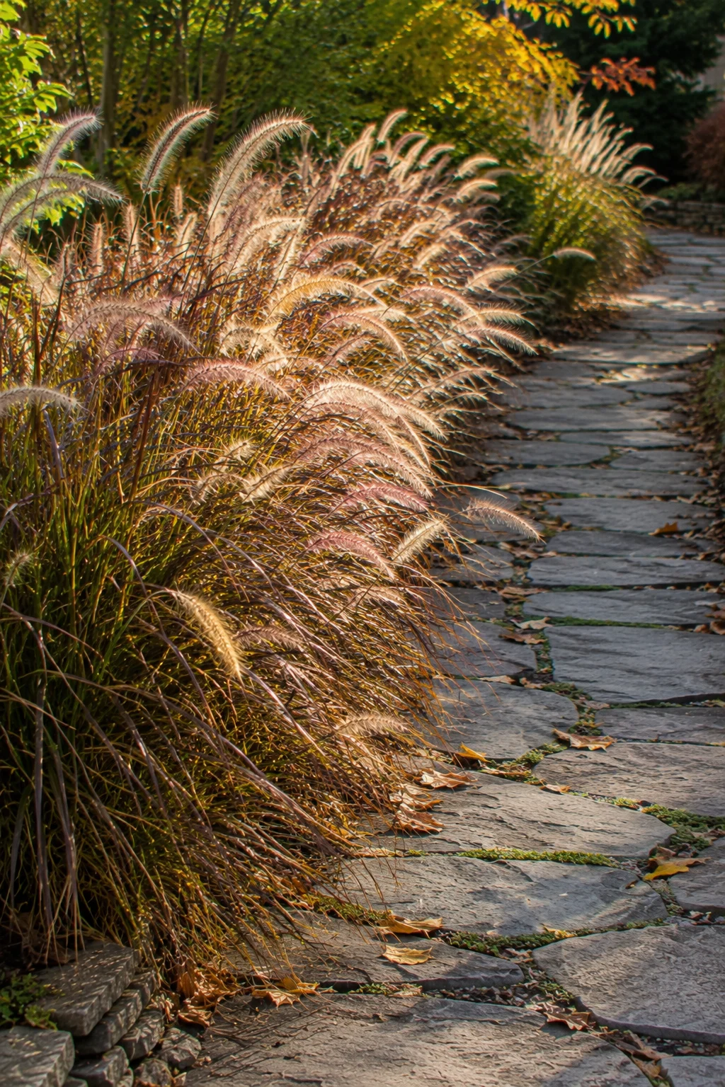 Fountain grass border along a fall garden path