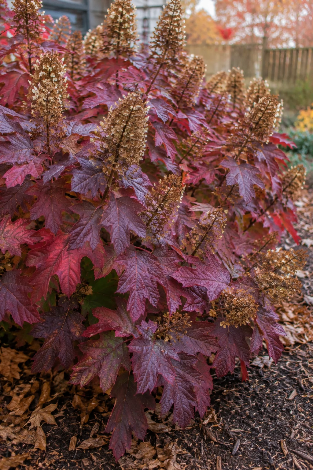Oakleaf hydrangea with maroon and purple fall foliage