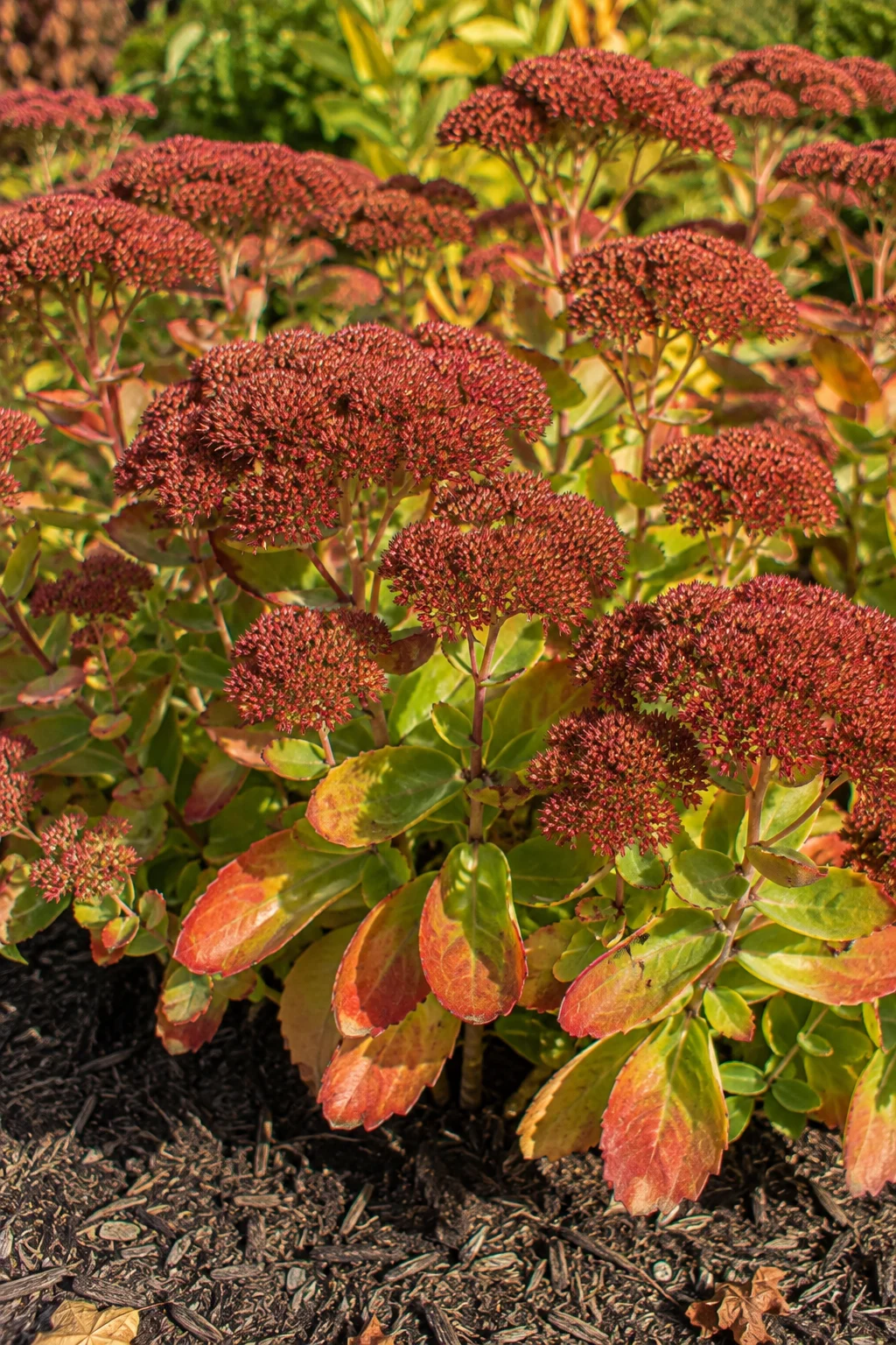 Sedum Autumn Joy in rust-colored fall bloom