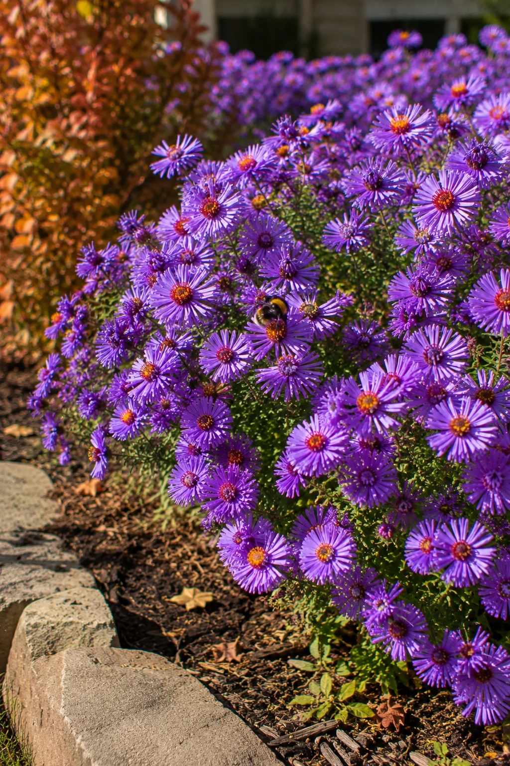 Dense purple aster drift blooming in a fall garden bed