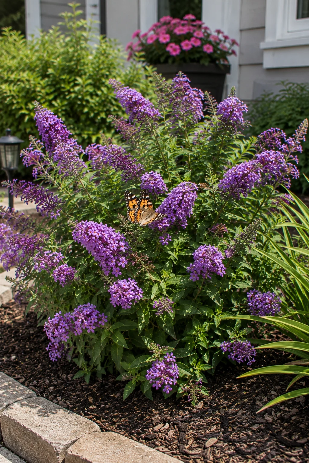 Compact dwarf butterfly bush variety in a small backyard garden