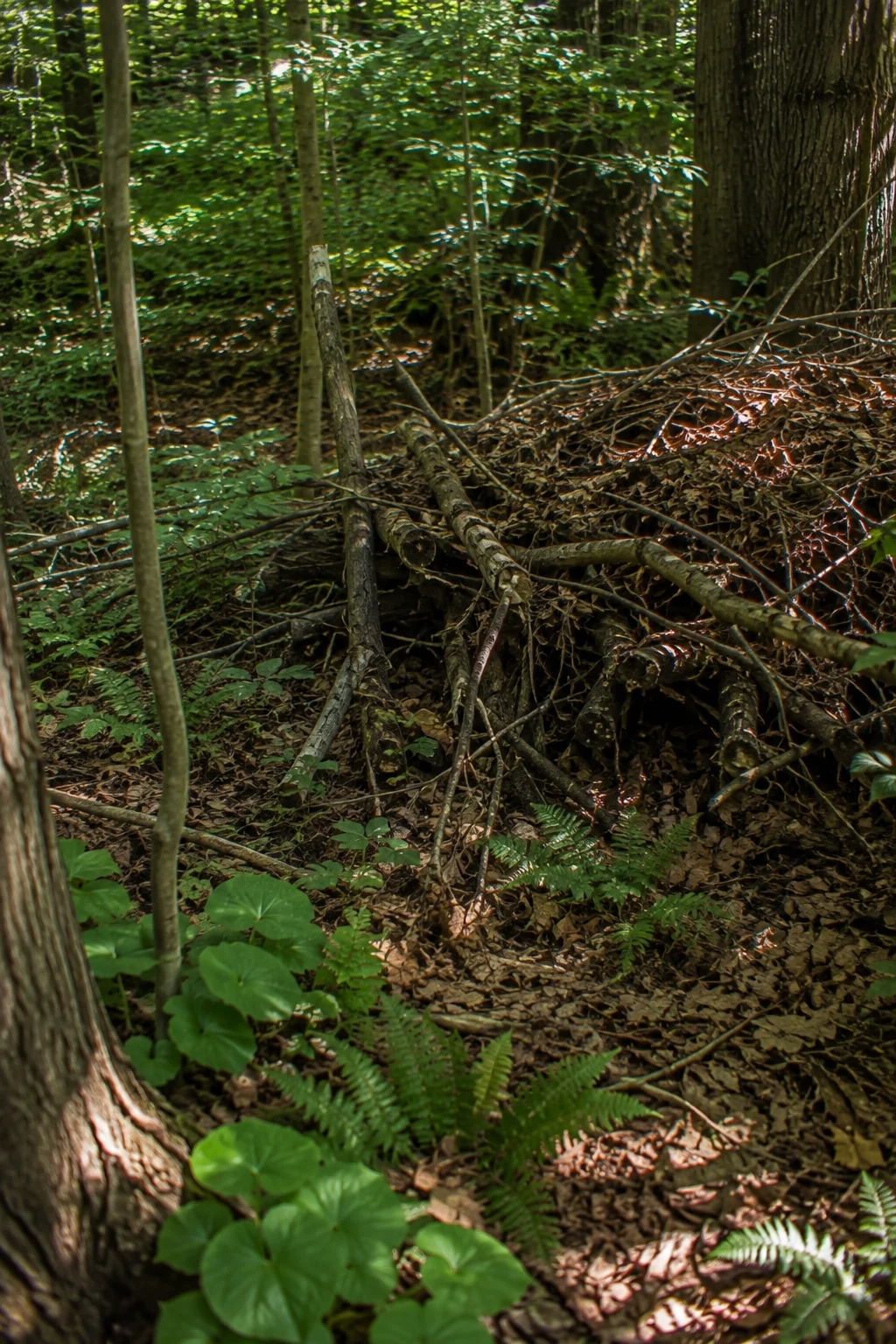 brush pile corner woodland garden idea