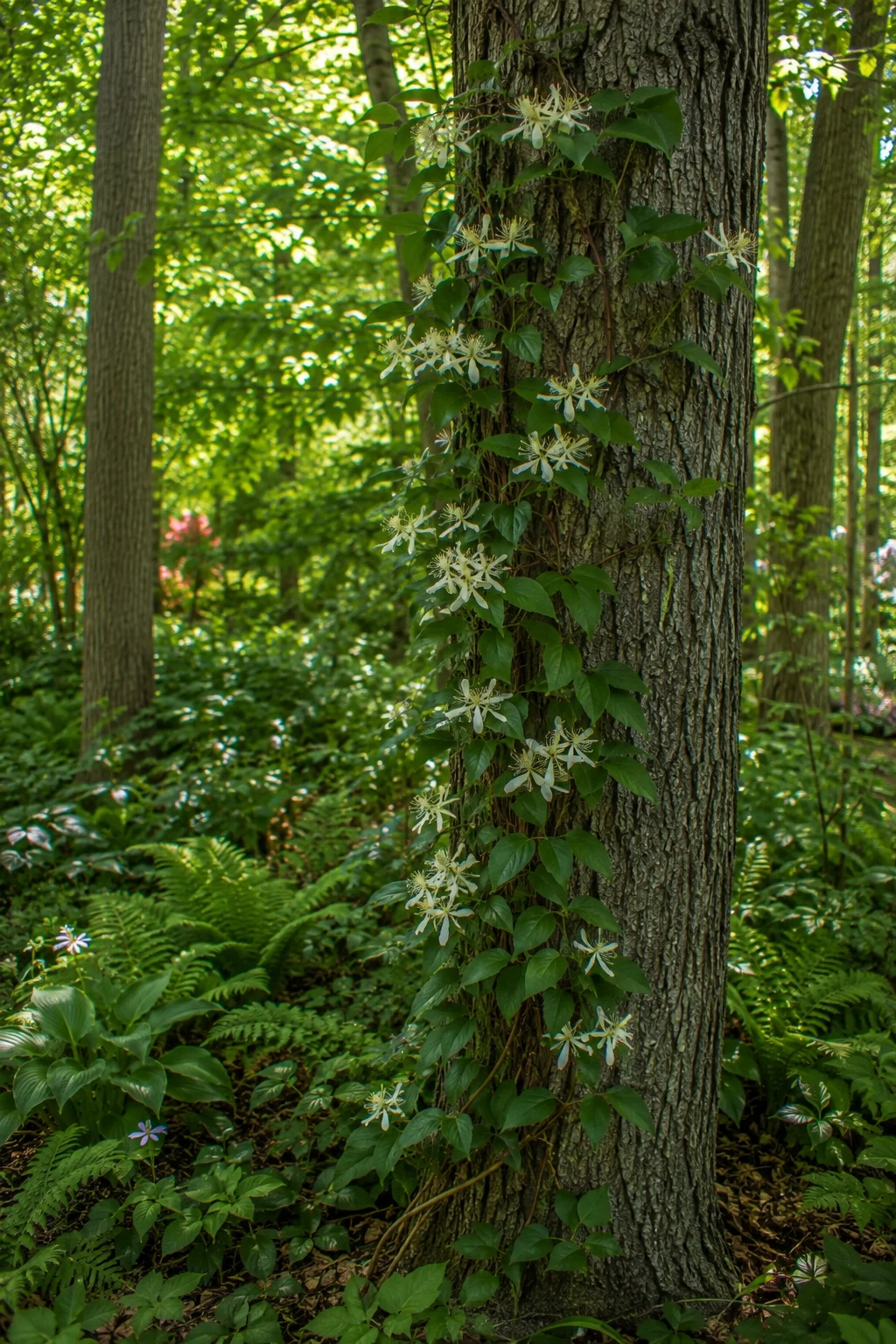 native climbing vine woodland garden idea