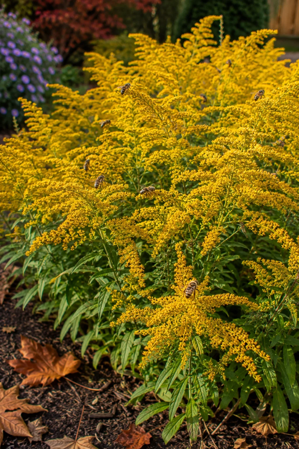Blooming goldenrod patch in a fall backyard garden