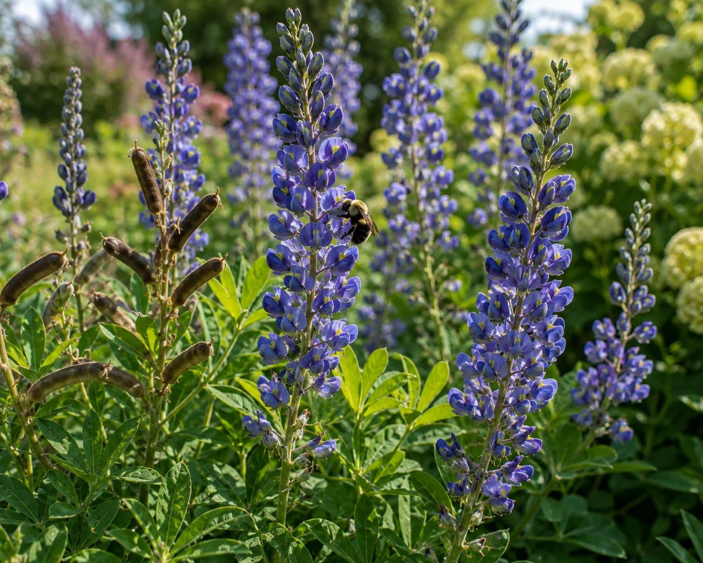 blue wild indigo Baptisia australis clay soil bloom bumblebee queen lupine flower prairie perennial