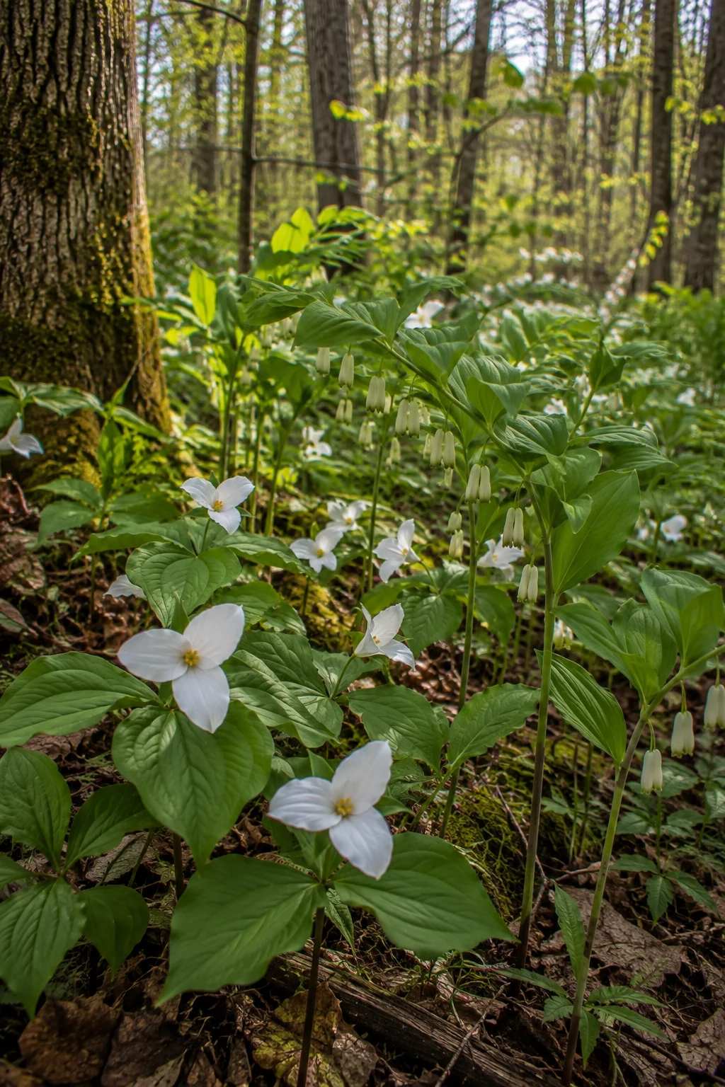 native woodland wildflowers garden idea