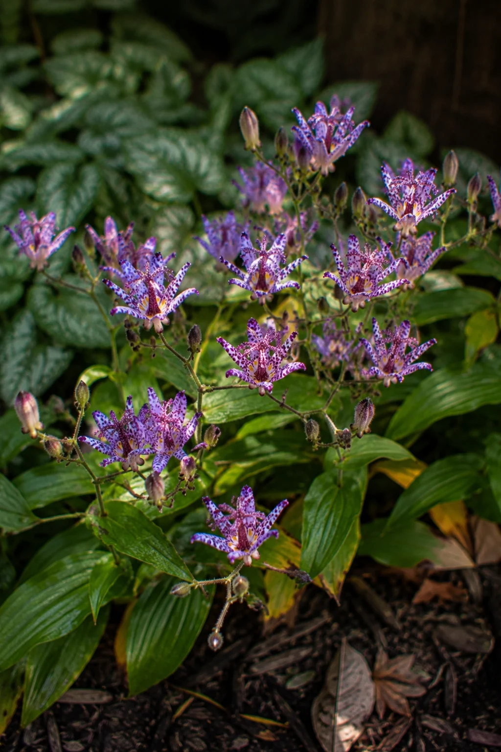 Toad lily blooming in a shaded fall garden bed