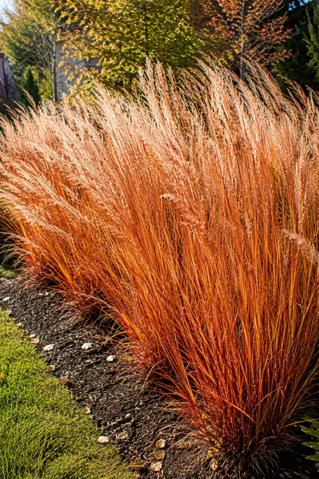 Little bluestem grass mass planting in fall color