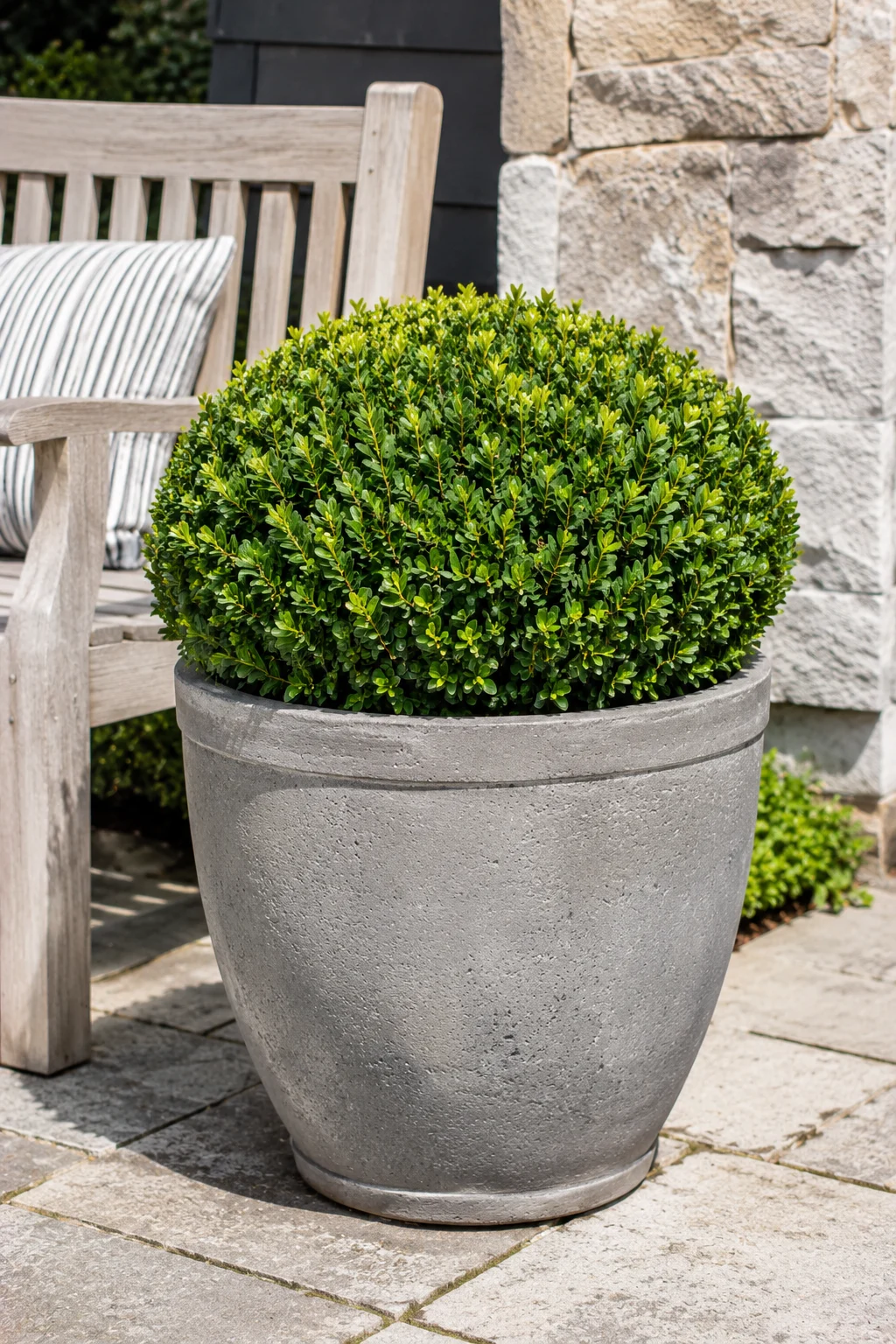 Structural boxwood shrub planter on a patio year-round