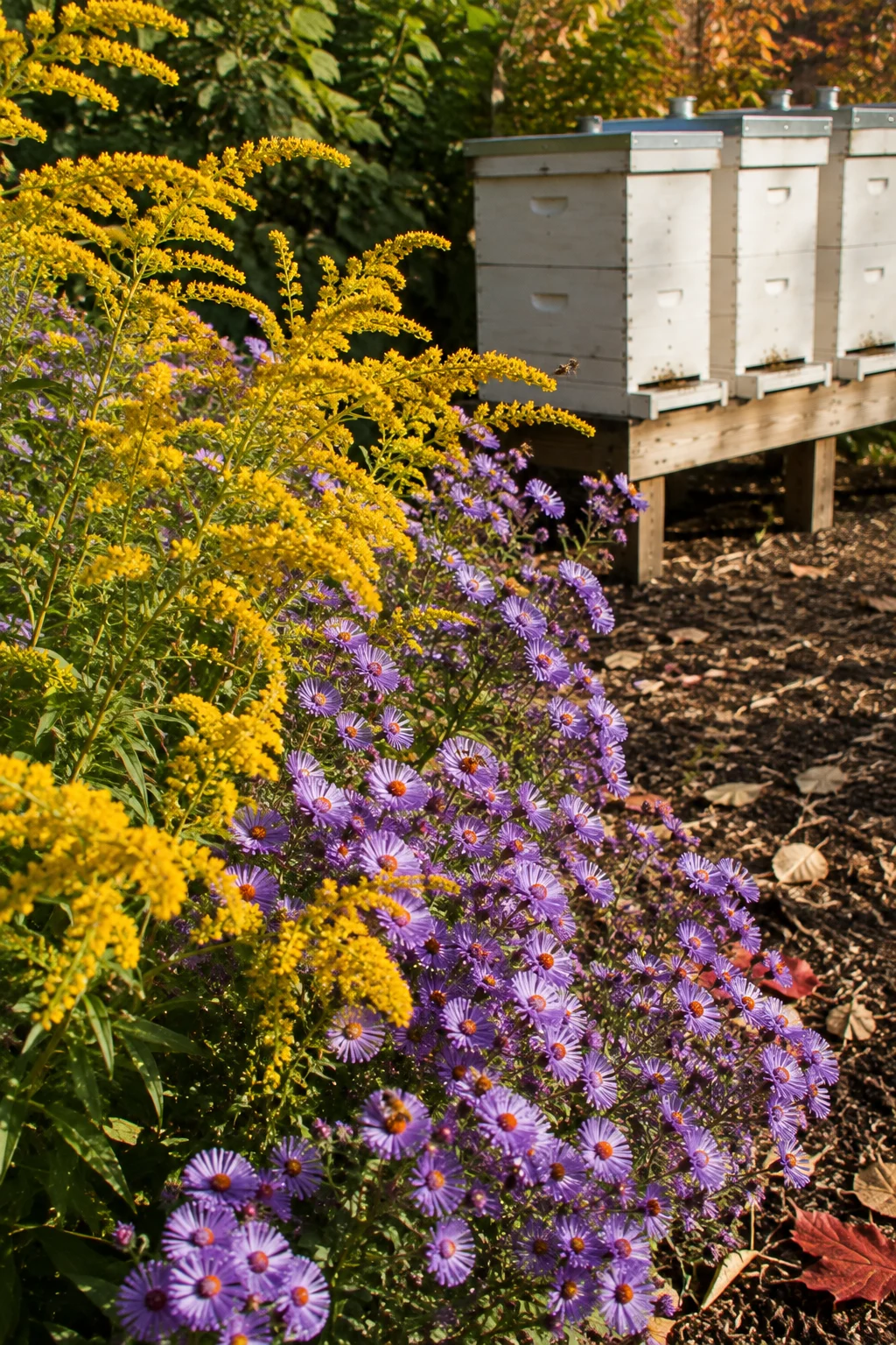 Fall forage patch of goldenrod and aster near backyard beehives
