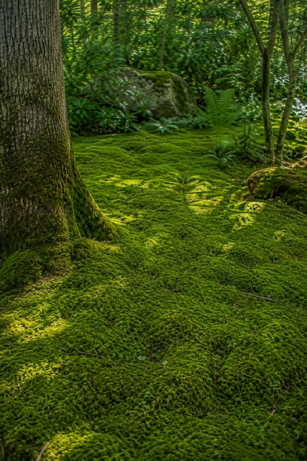 moss carpet woodland garden idea