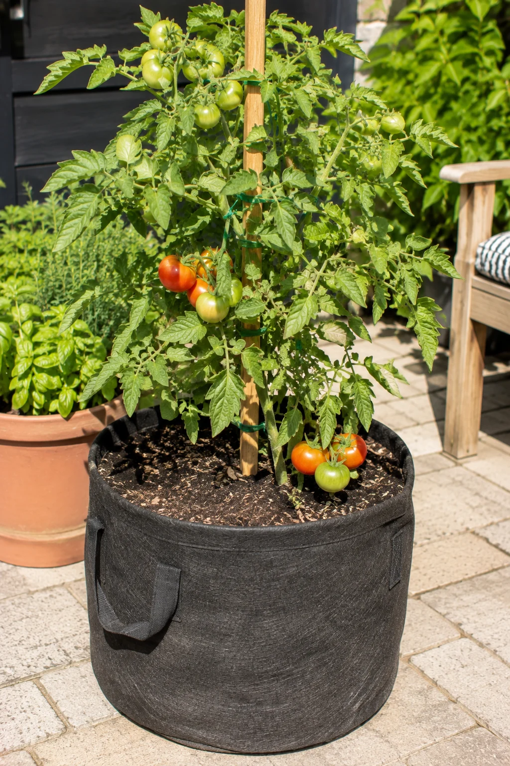Patio tomato planter with ripening tomatoes in a grow bag
