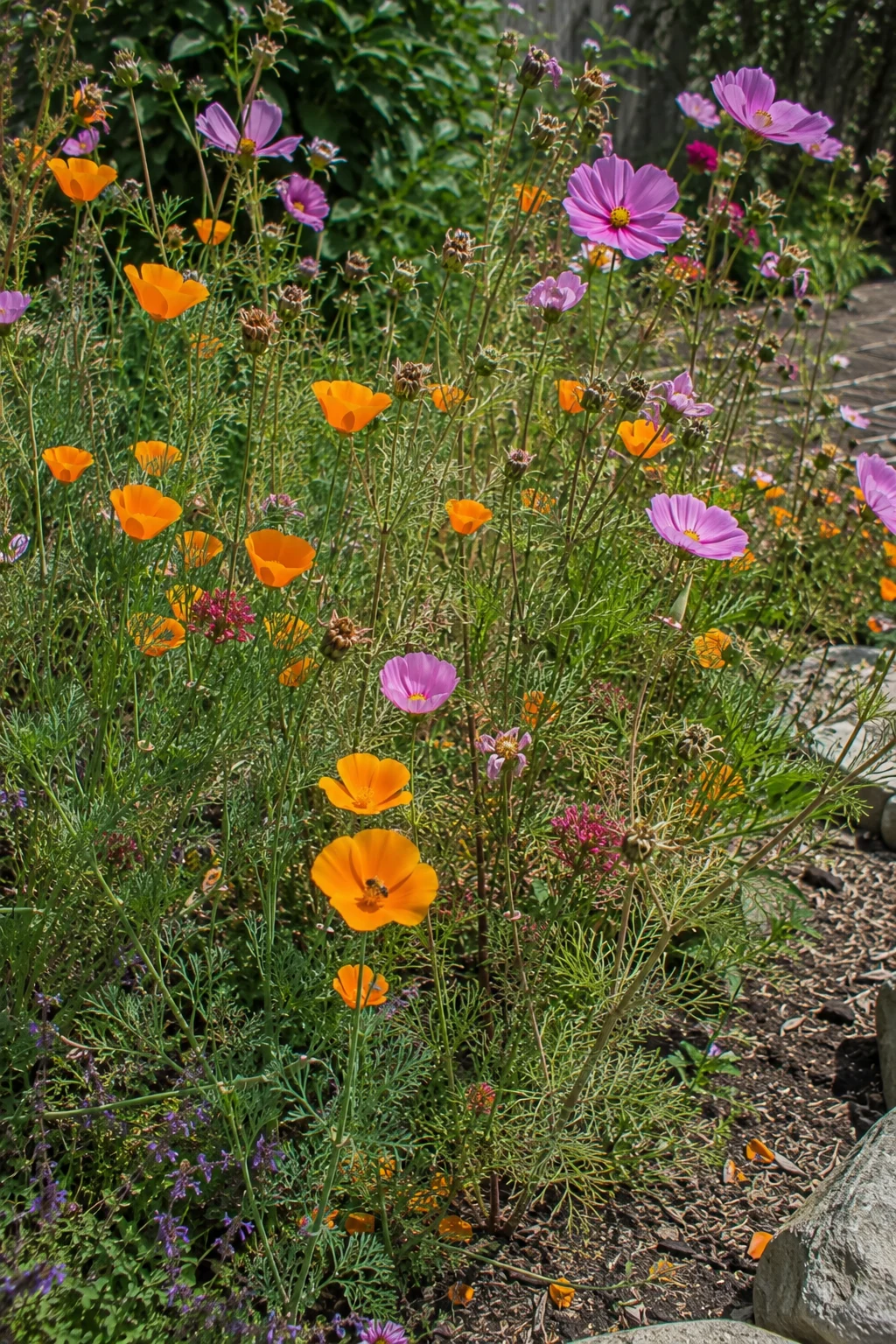 Self-seeding wildflower zone with poppies and cosmos for pollinators