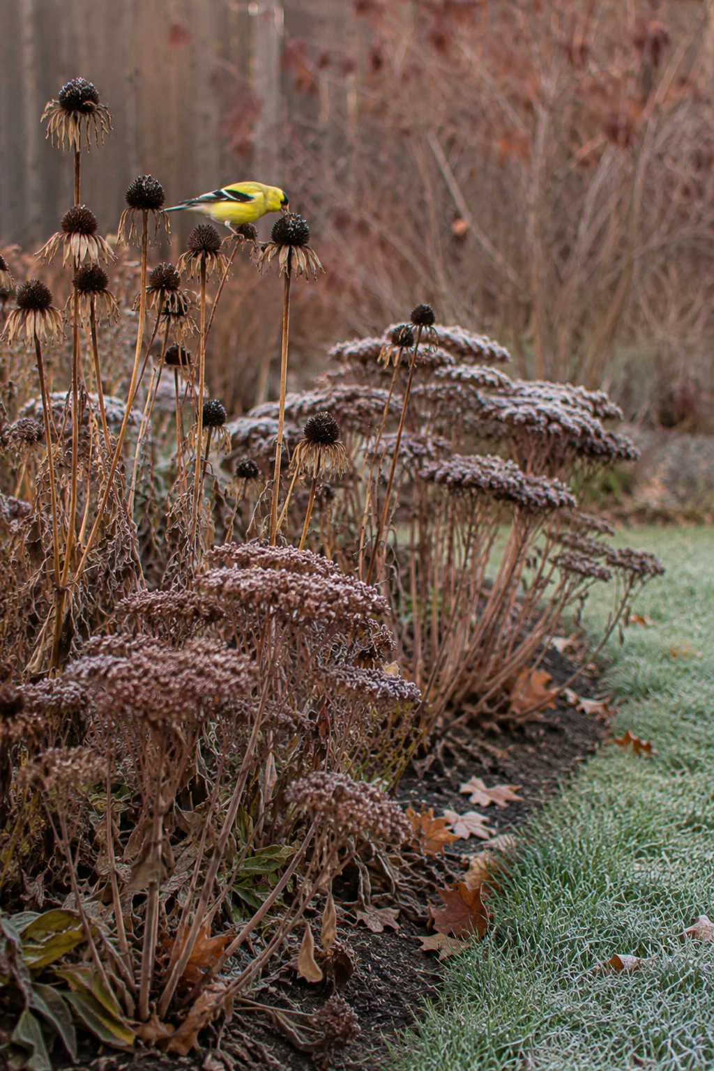 Seed head border left standing for birds and insects in fall