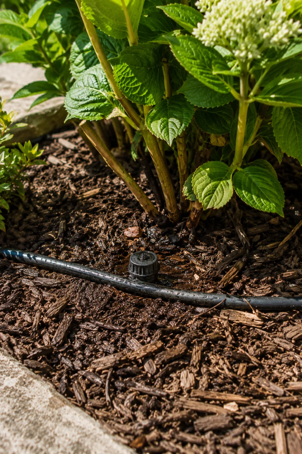 Drip irrigation line installed under mulch in a front yard bed