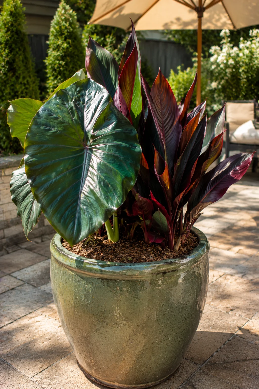 Tropical foliage planter with elephant ear and canna lily on a patio