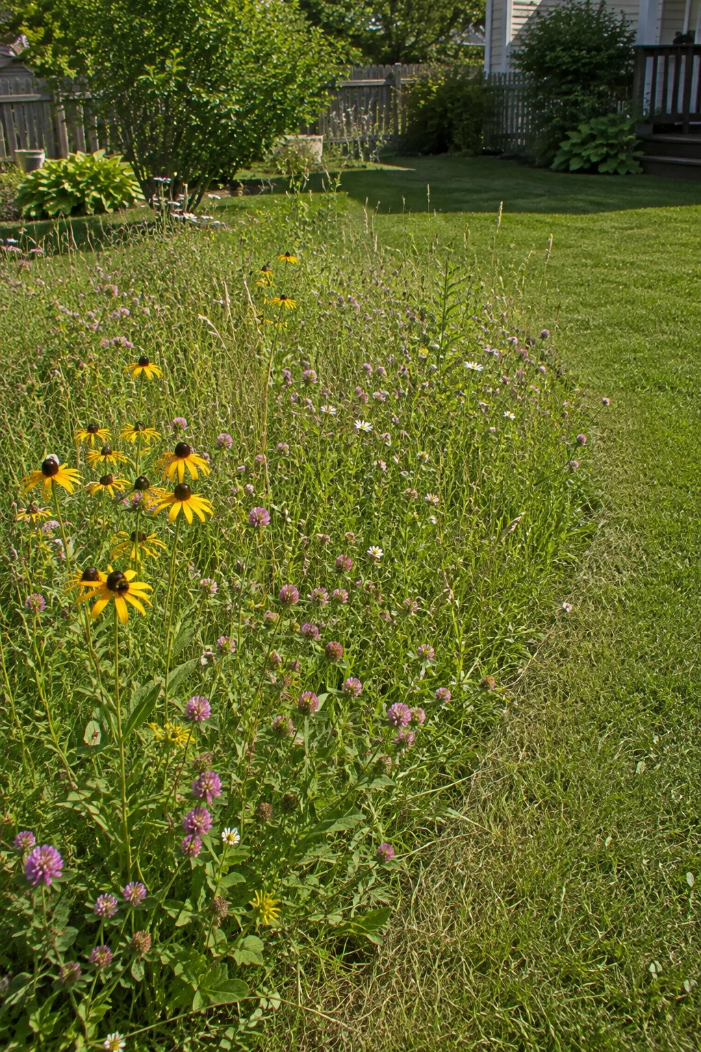 No-mow micro meadow patch within a backyard lawn